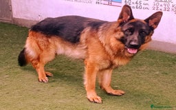 Pastor Alemán perros en venta: Pastores alemanes  - Imagen 2