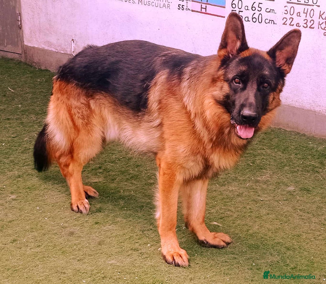 Pastor Alemán perros en venta: Pastores alemanes  - Imagen 2