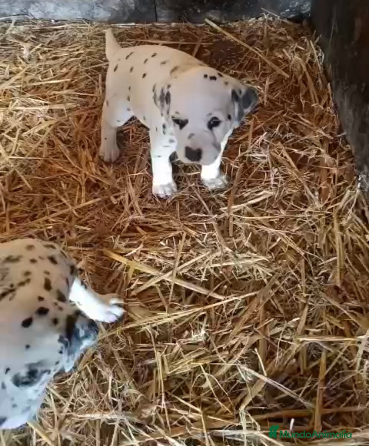 Dálmata perros Último dálmata disponible!! - Anuncio 3