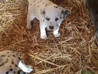 Dálmata perros Último dálmata disponible!! - Anuncio 6