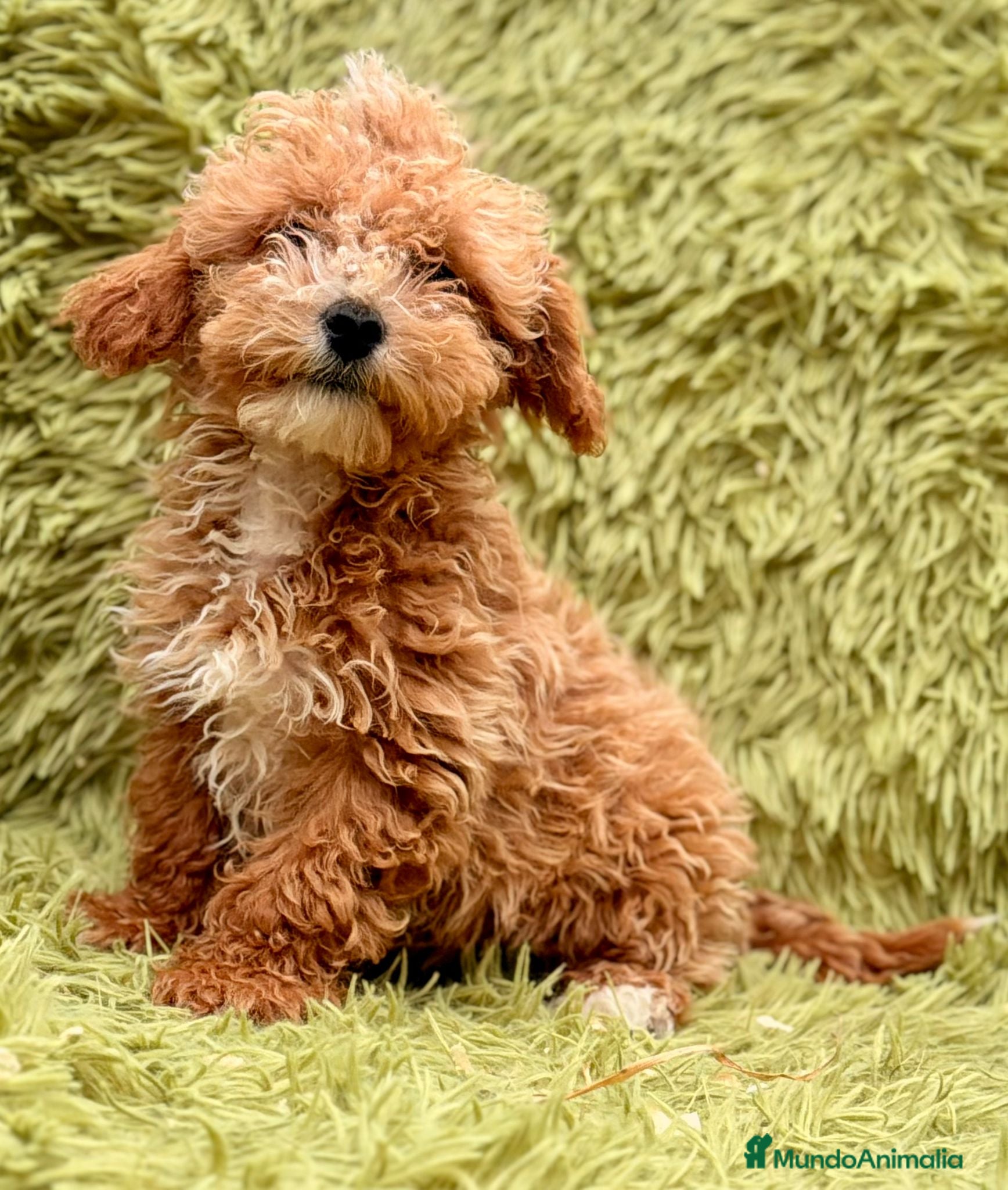 Maltipoo perros Maltipoo Toy Apricot  - Anuncio 2