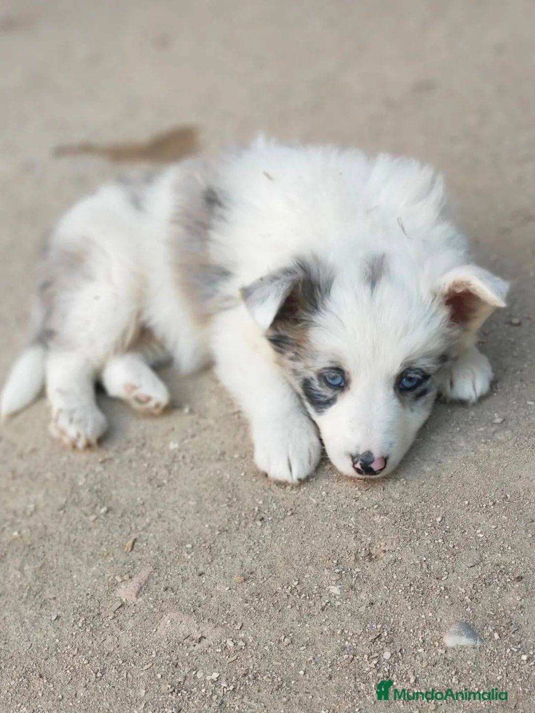 Border Collie perros en venta: Camada boder 8 - Anuncio 2
