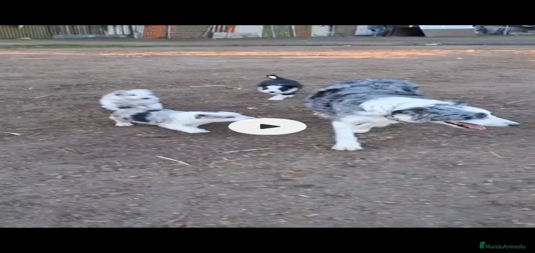 Imagen de galería {{count}}