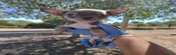 Chihuahua perros en venta: CHIHUAHUA EXÓTICO - Apto para entrega - Anuncio 1