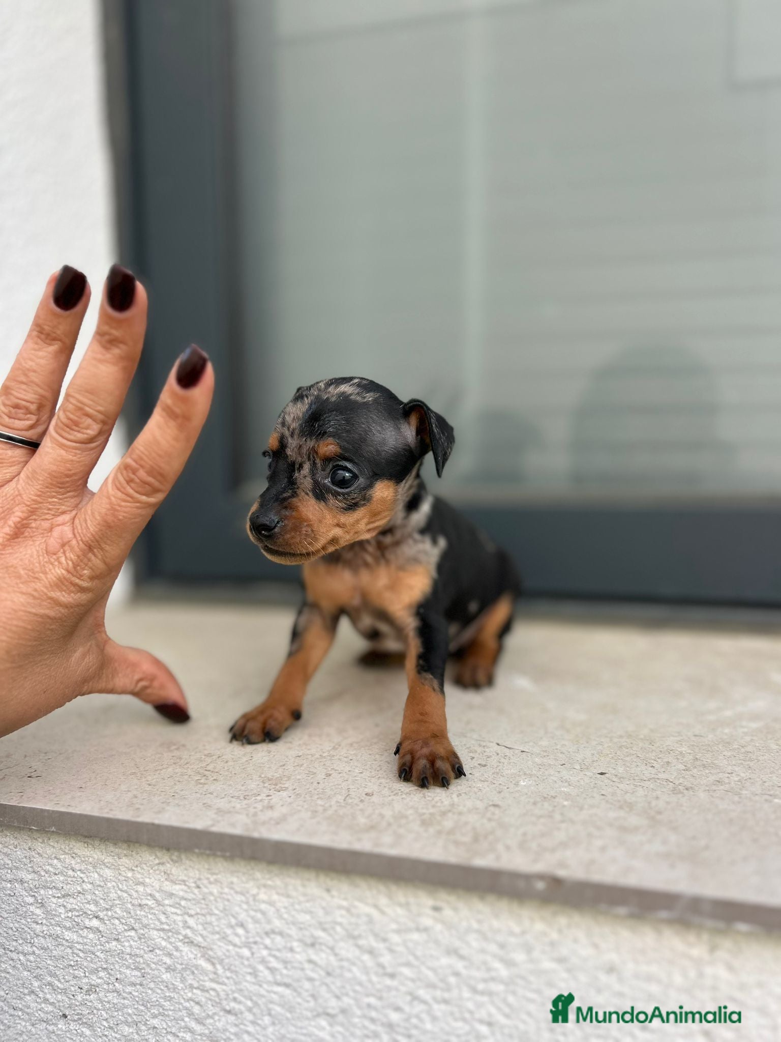 Ratón de Praga perros Ratón de praga merlé - Anuncio 1