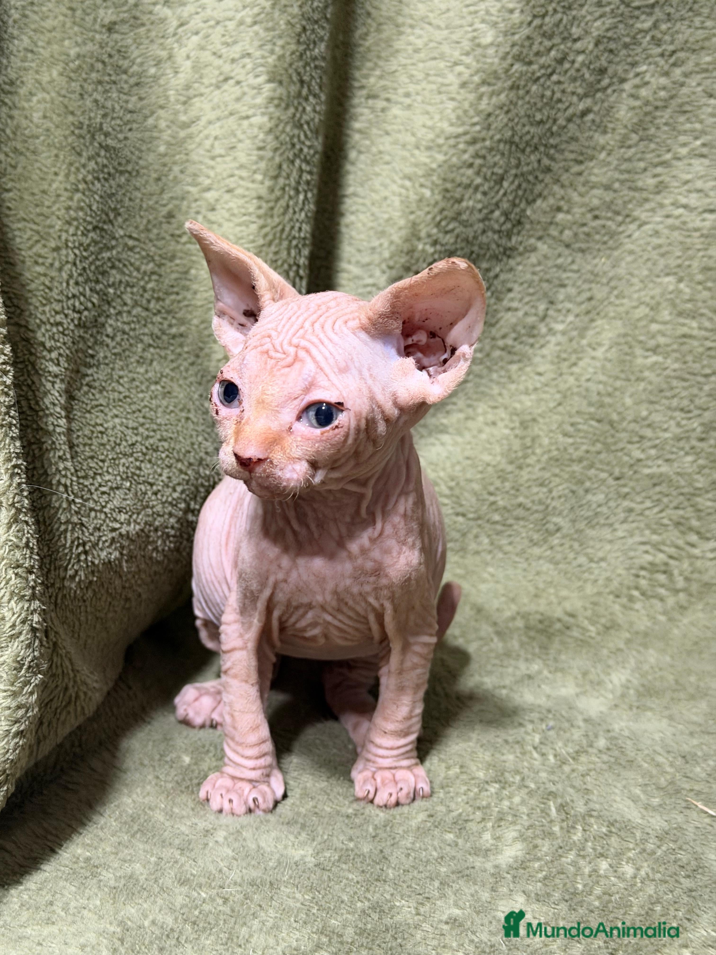 Sphynx gatos en venta: Camada Sphynx preciosa - Anuncio 7