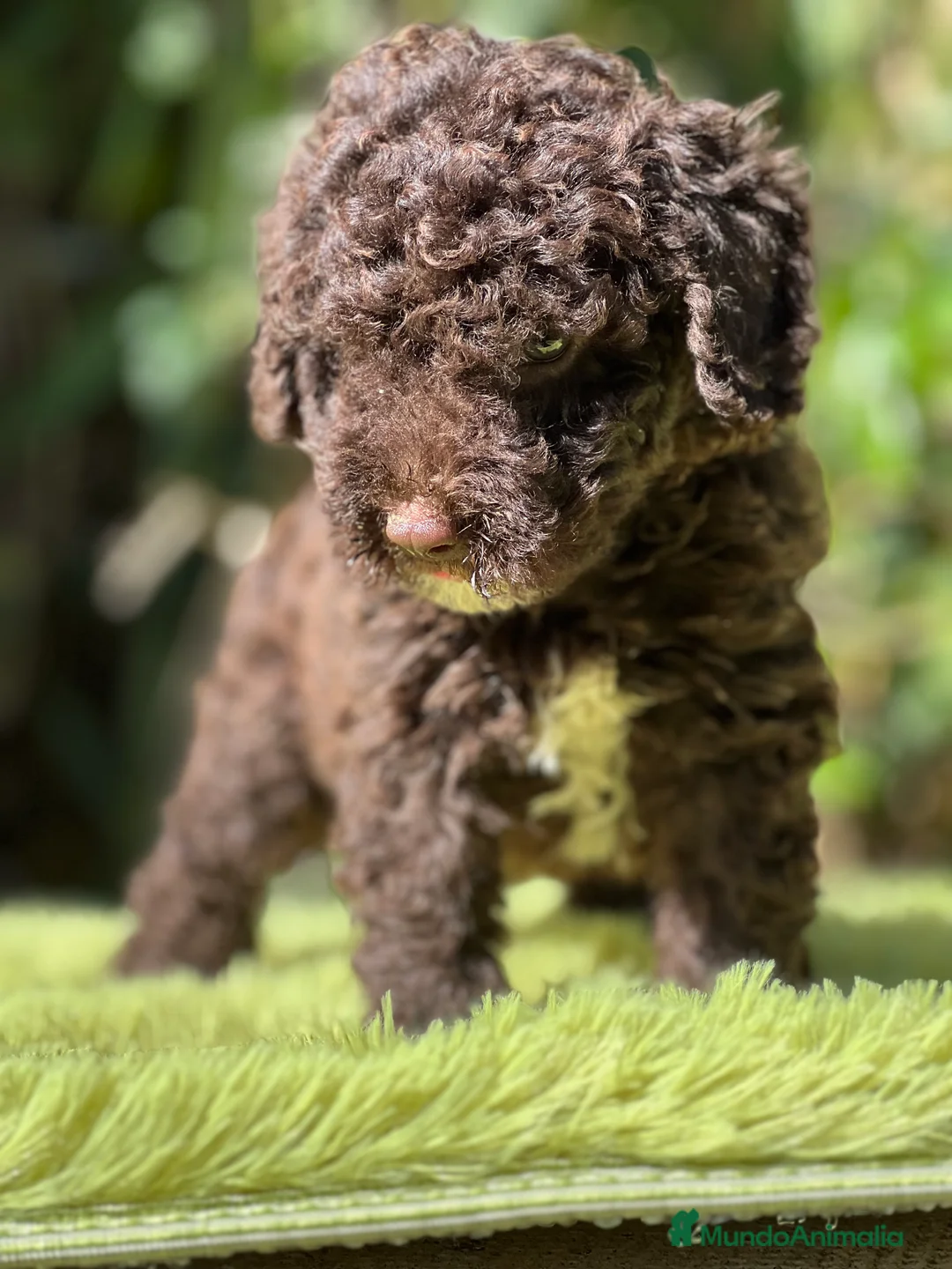 Perro de Agua Español perros en venta: Perro de Agua chocolate  - Anuncio 4