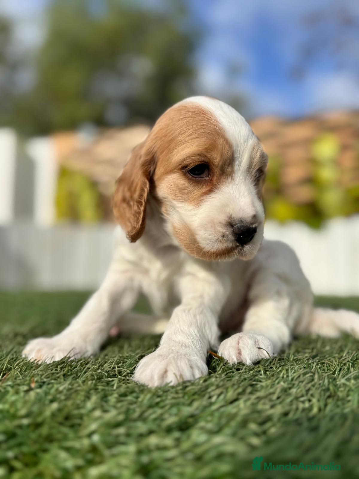 Cocker Spaniel Inglés perros COCKER HEMBRA - Anuncio 1