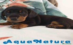 Teckel Miniatura perros en venta: Teckel Macho de Tria y Tilo1760 AQUANATURA - Imagen 3