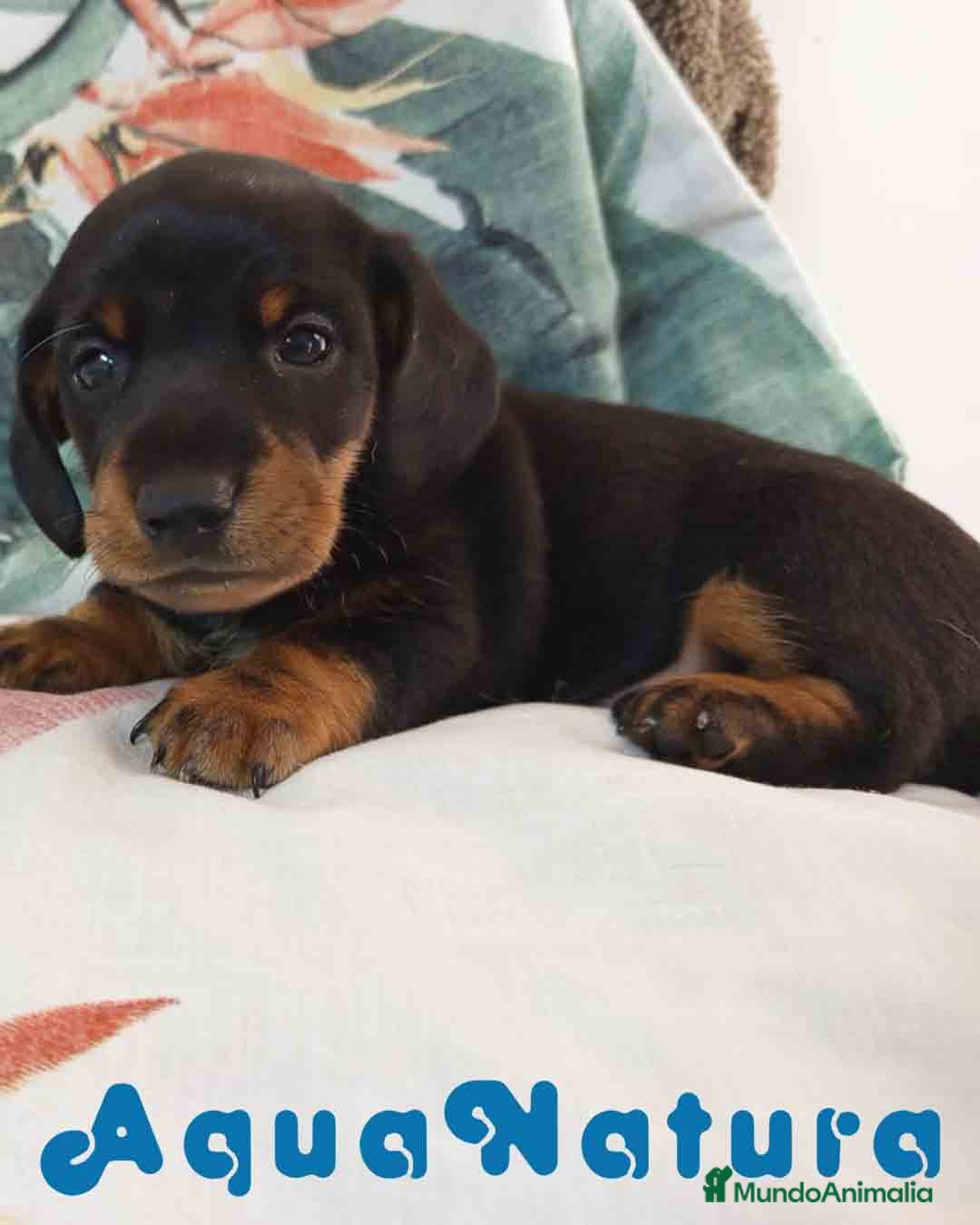 Teckel Miniatura perros en venta: Teckel Macho de Tria y Tilo1760 AQUANATURA - Imagen 3