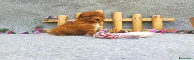 Caniche Toy Cachorro 11