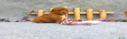 Caniche Toy perros en venta: PRECIOSOS CANICHE  ROJO LINEA TOY - Anuncio 15