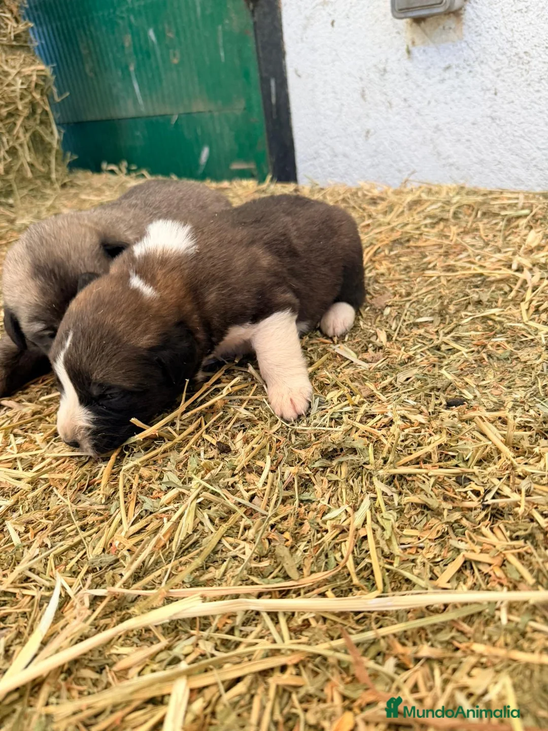 Raza Mixta perros en venta: Mestizo de mastín x Cáucaso  - Anuncio 3