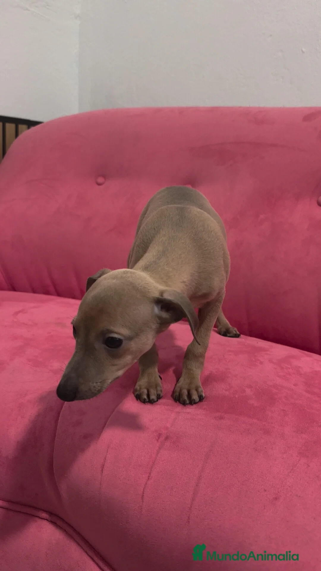 Pequeño Lebrel Italiano perros en venta: Galgo Italiano - Piccolo - Pequeño Lebrel Italiano - Anuncio 11