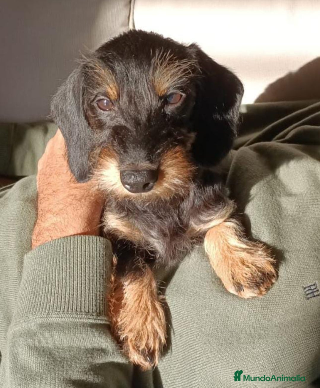 Teckel perros Teckel kaninchen pelo duro - Anuncio 1