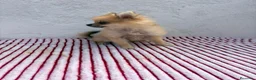 Pomerania perros en venta: Pomerania mini toy  - Anuncio 11