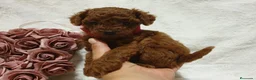 Caniche Toy perros en venta: Caniche toy descendencia asiatica - Anuncio 4