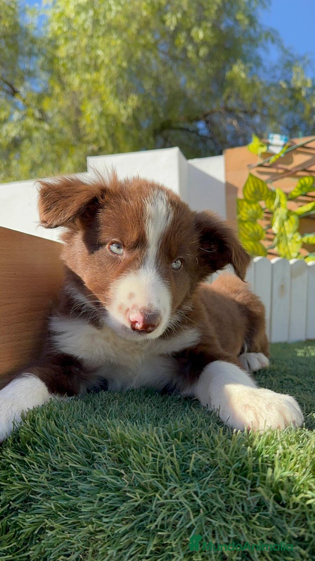 Border Collie perros en venta: BORDER COLLIE MACHO - Anuncio 17