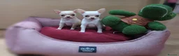 Chihuahua perros en venta: Chihuahuas - Anuncio 4