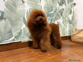 Caniche Toy perros Caniche rojo para montar asiático - Anuncio 4