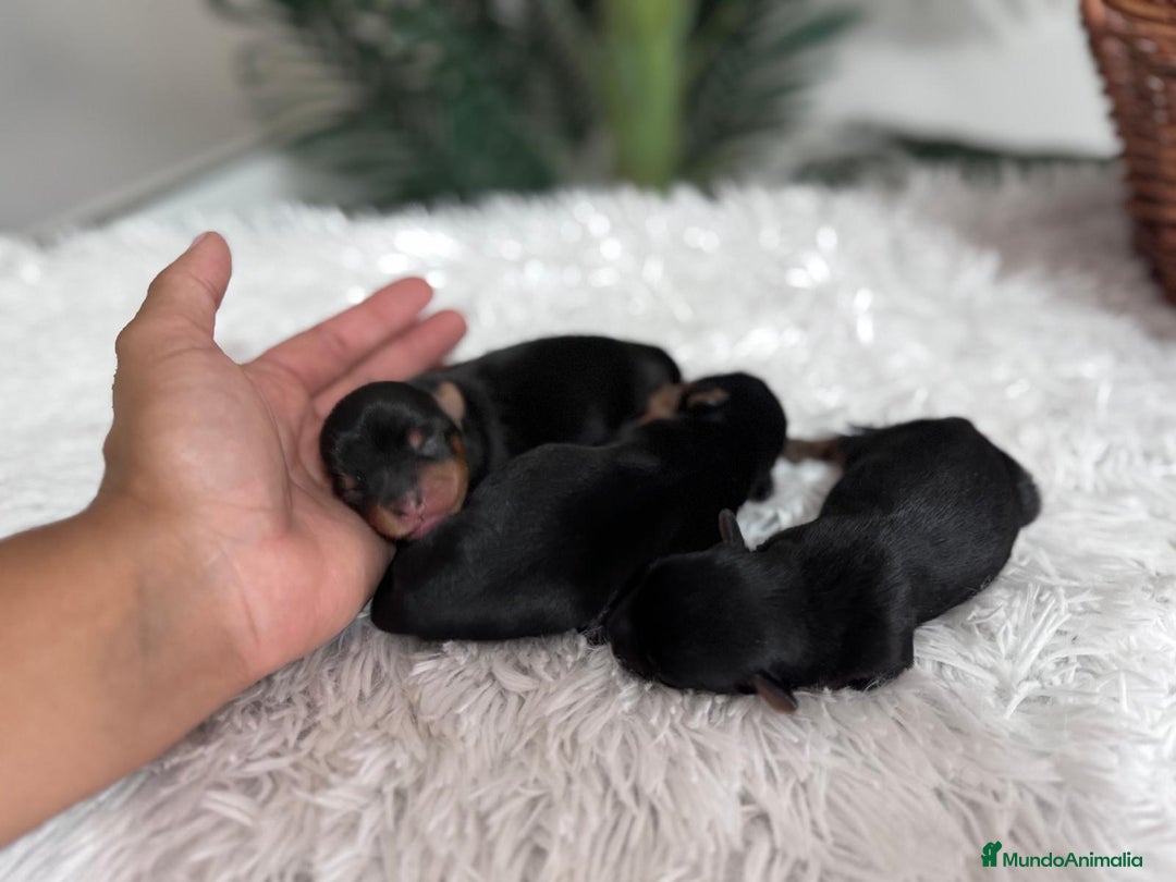 Yorkshire Terrier perros en venta: YORKSHIRE TERRIER - Imagen 2