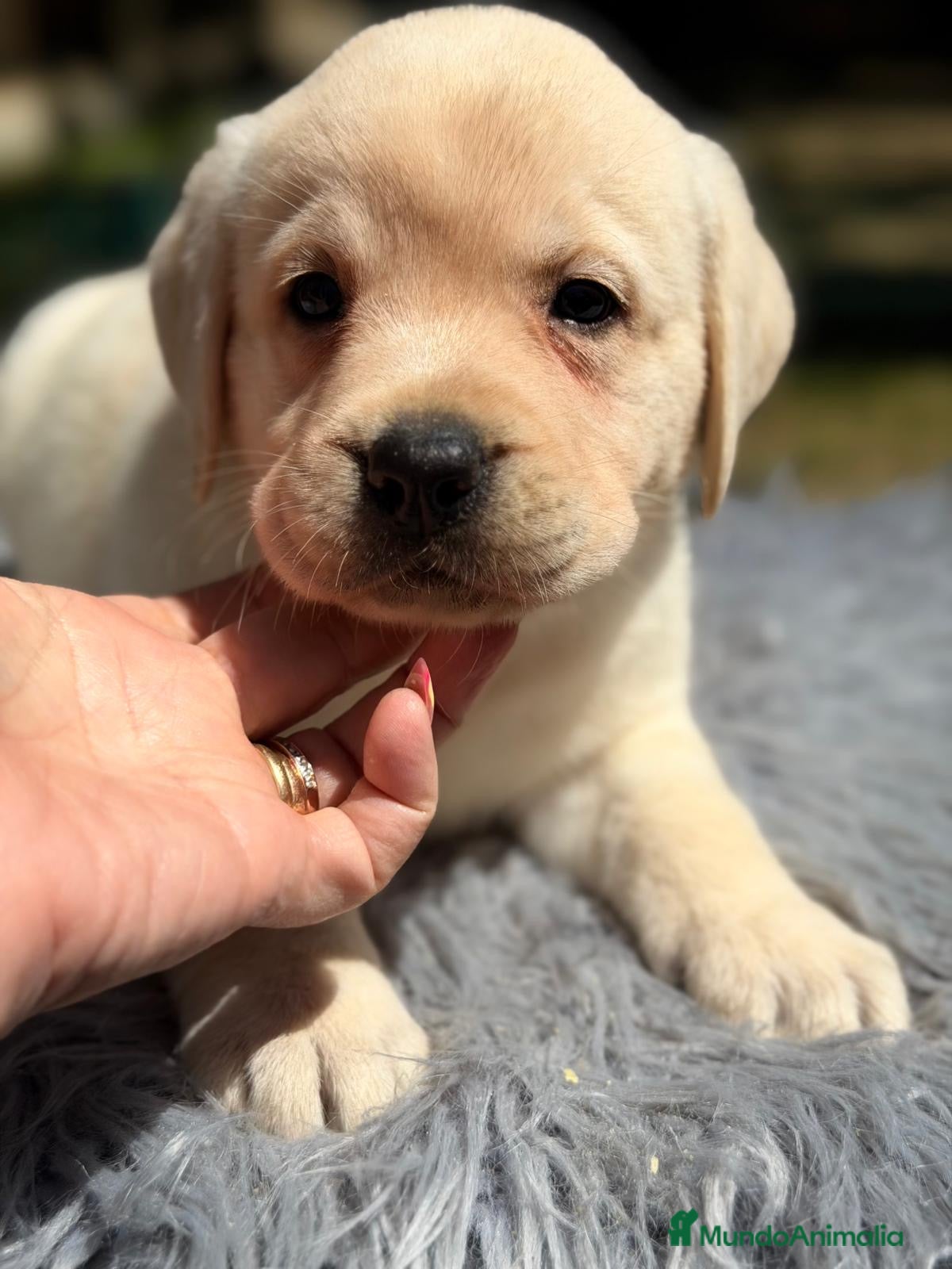 Labrador Retriever perros LABRADOR RETRIEVER AMARILLO DISPONIBLES - Anuncio 2