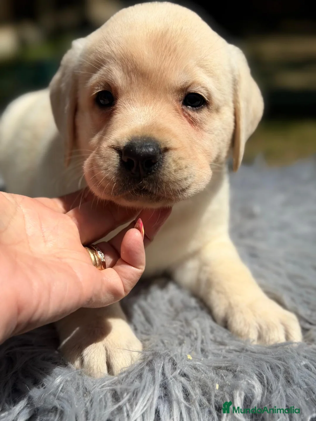 Labrador Retriever perros en venta: LABRADOR RETRIEVER AMARILLO DISPONIBLES - Anuncio 1