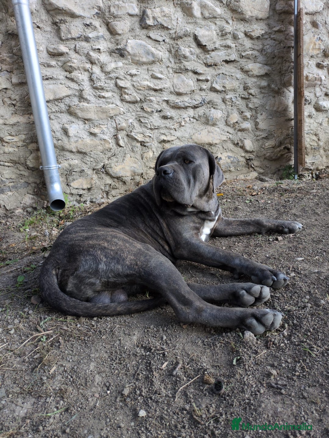 Cane Corso perros en venta: Preciosos cachorros de Cane corso - Anuncio 19