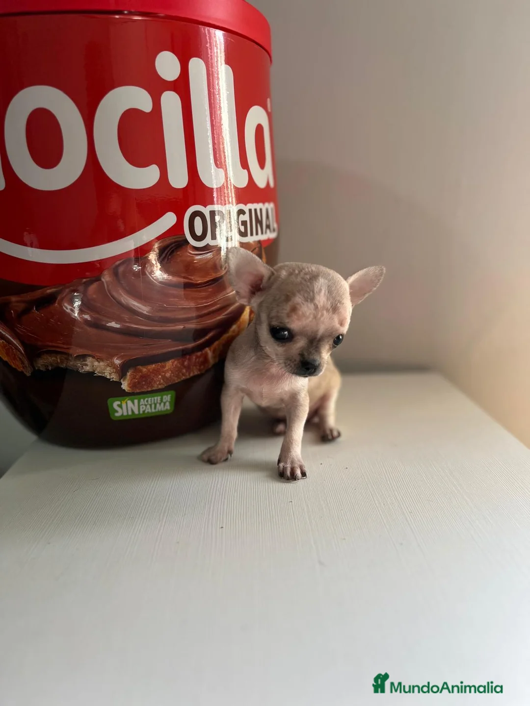 Chihuahua perros en venta: Chihuahuas miniatura  en Alicante - Anuncio 2