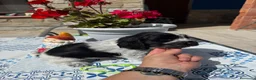 Cocker Spaniel Inglés perros en venta: Cachorros cocker spaniel ingles - Anuncio 7