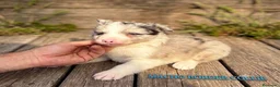 Border Collie perros en venta: Cachorros de border collie  - Anuncio 7