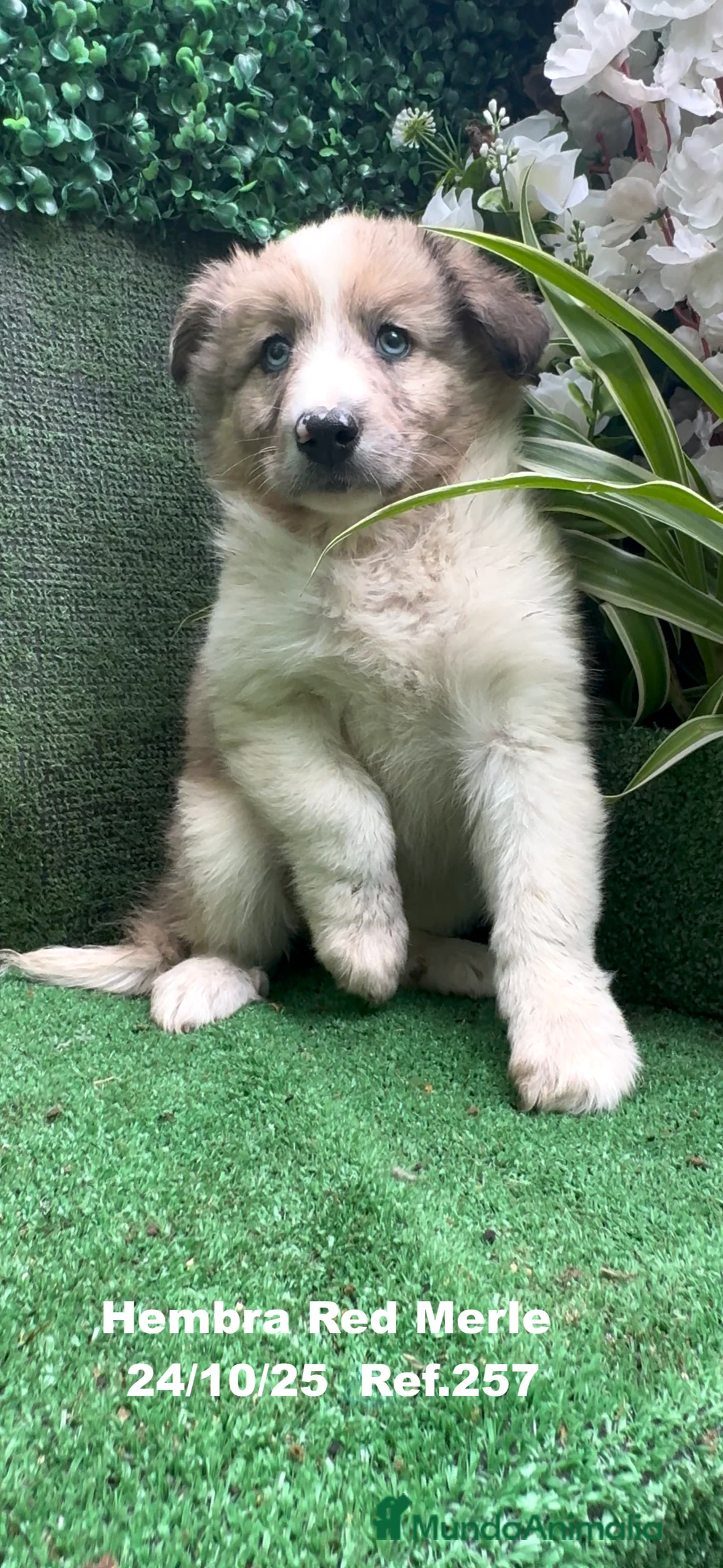 Border Collie perros en venta: BORDER COLLIE red merle - Anuncio 23