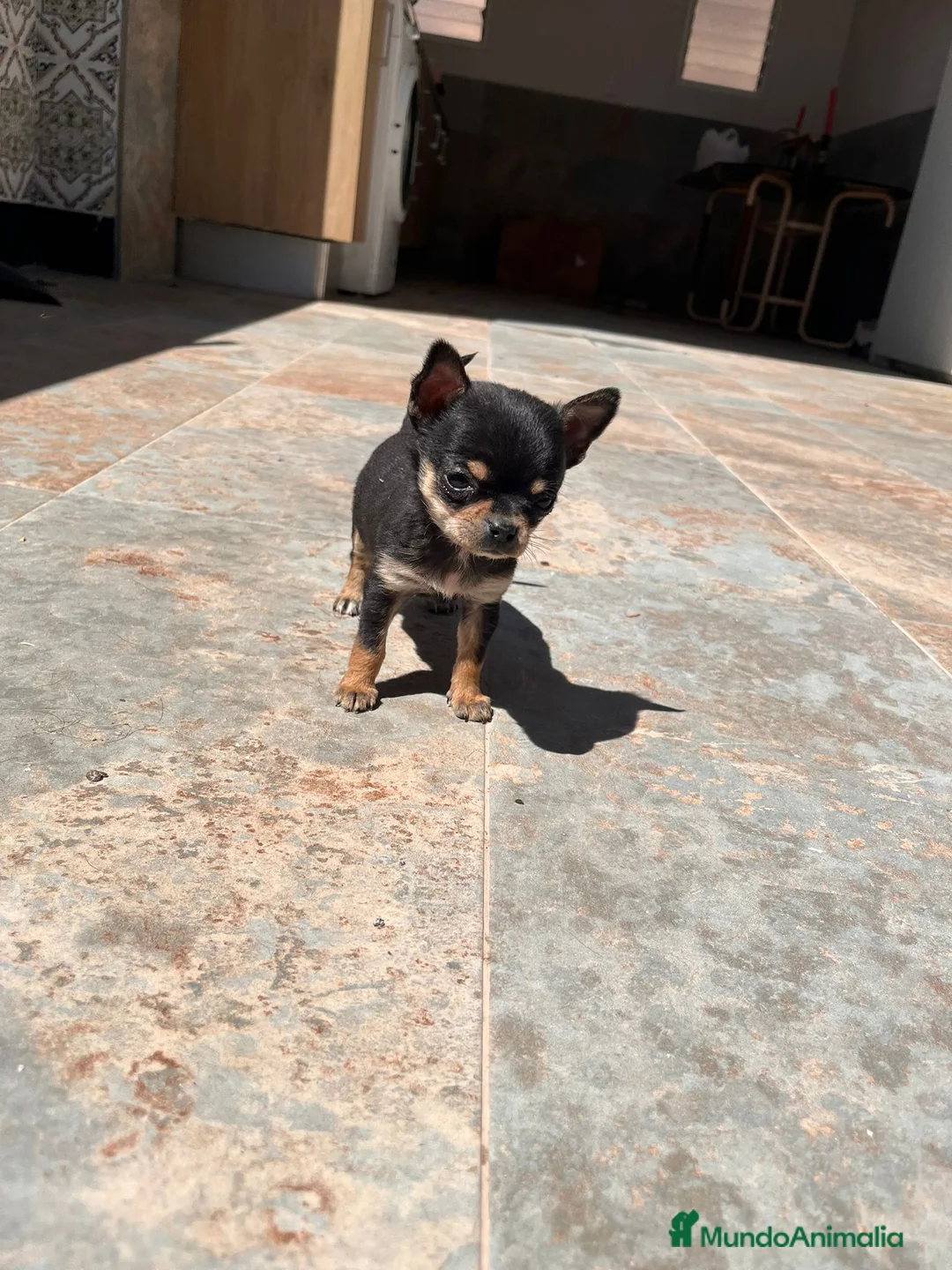 Chihuahua perros en venta: Cachorra de chihuahua  - Anuncio 2