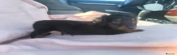 Teckel Miniatura perros en venta: Teckel kanichen  - Anuncio 2