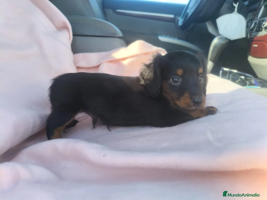 Teckel Miniatura perros en venta: Teckel kanichen  - Anuncio 2