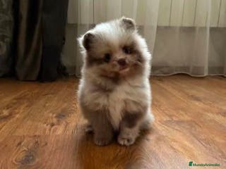 Pomerania perros POMERANIA TOY en Murcia - Anuncio 32
