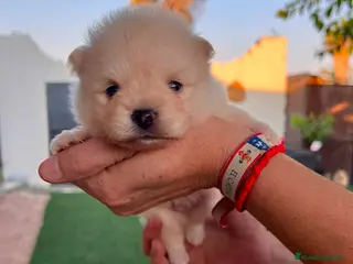 Pomerania perros Pomerania Toy macho - Anuncio 1
