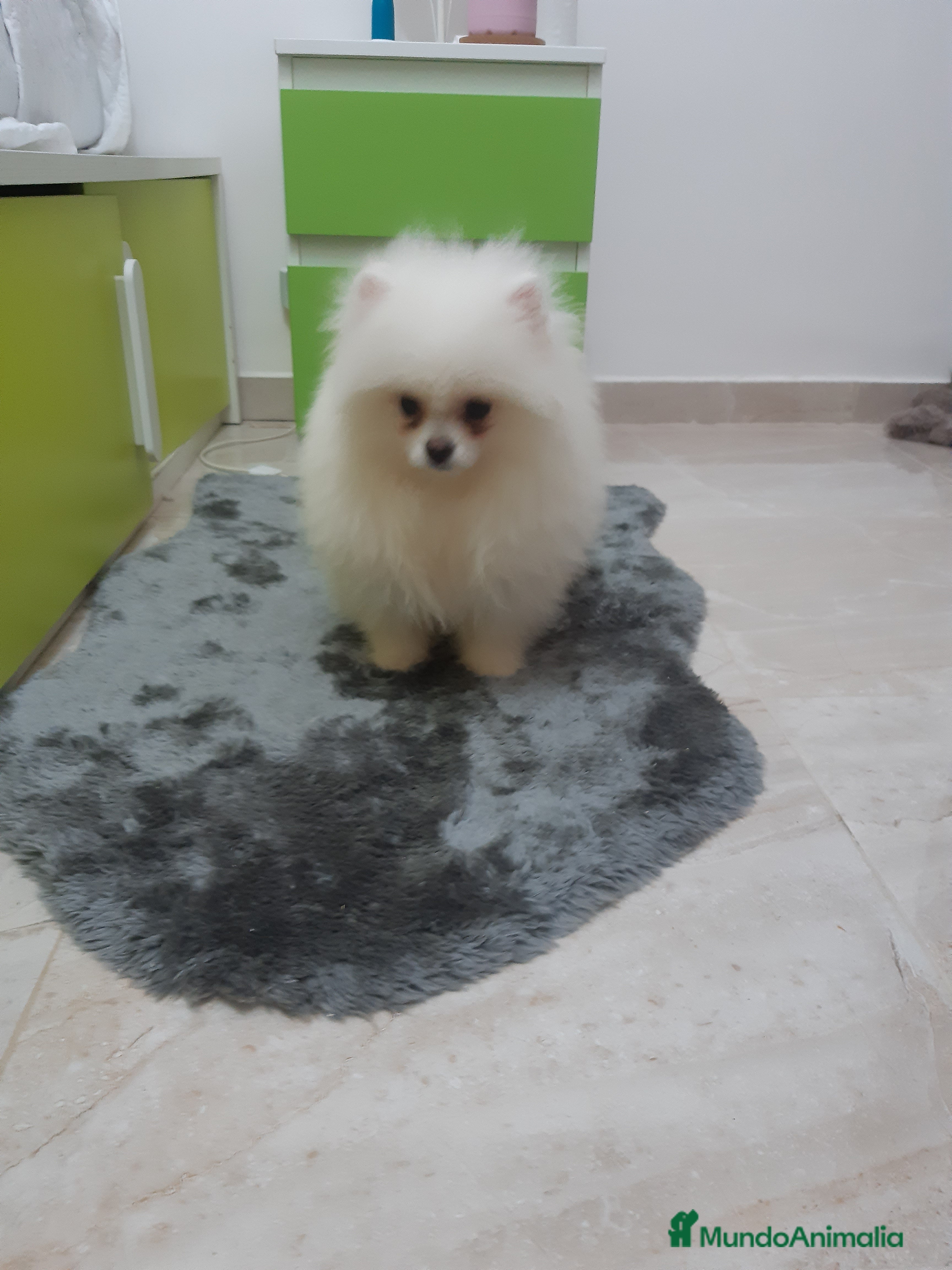 Pomerania perros POMERANIA  TOY DESDE 400  EUROS - Anuncio 1