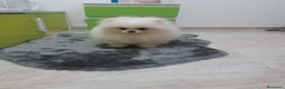 Pomerania perros en venta: POMERANIA  TOY DESDE 400  EUROS - Anuncio 1
