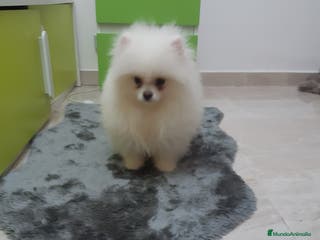 Pomerania perros POMERANIA TOY DESDE 400 EUROS - Anuncio 5