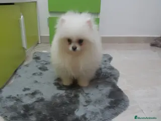 Pomerania perros POMERANIA TOY DESDE 400 EUROS - Anuncio 8