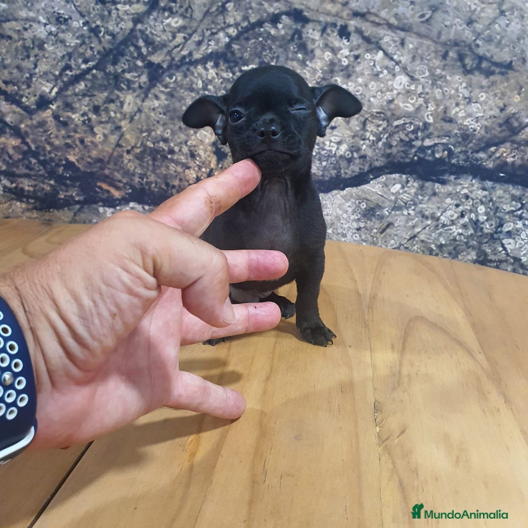 Chihuahua perros en venta: Chihuahua mini - Imagen 6