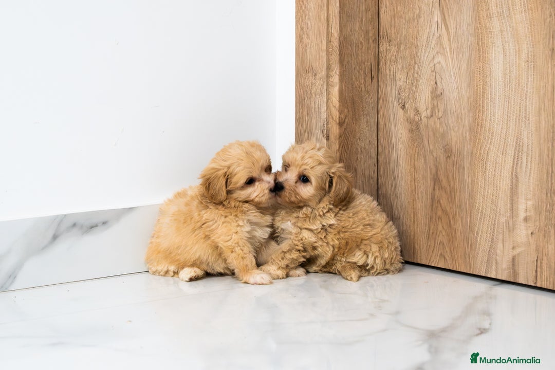 Maltipoo perros en venta: Camada exclusiva de Matipoo - Anuncio 7