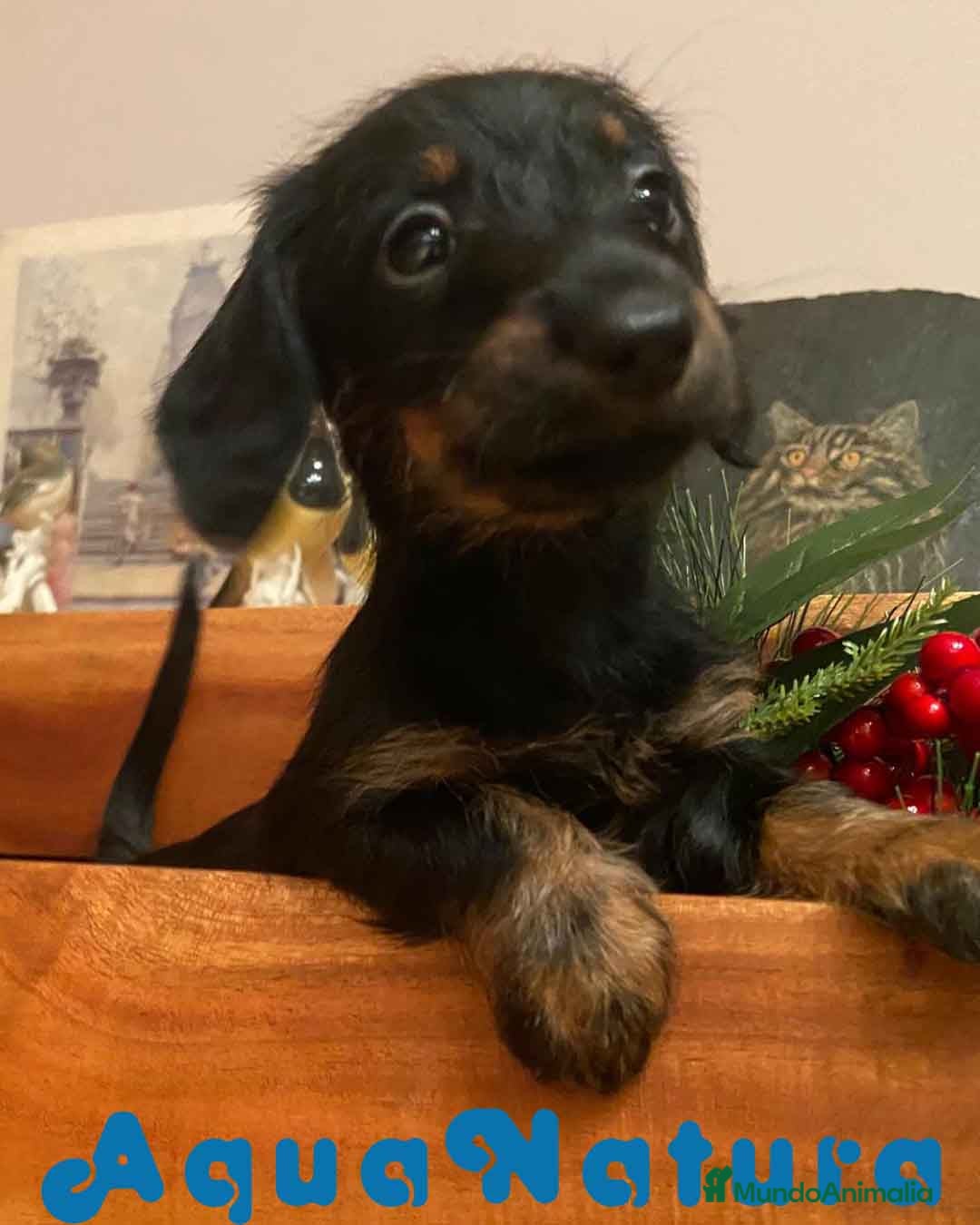 Teckel Miniatura perros en venta: Teckel Hembra de Kily y Luisiño 1756 AQUANATURA - Anuncio 4