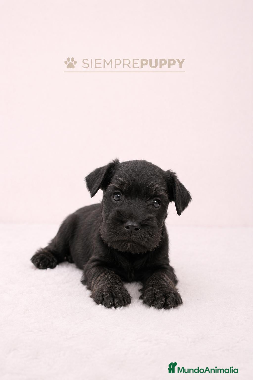 Schnauzer Miniatura perros SCHNAUZER MINIATURA NEGRO - Anuncio 1