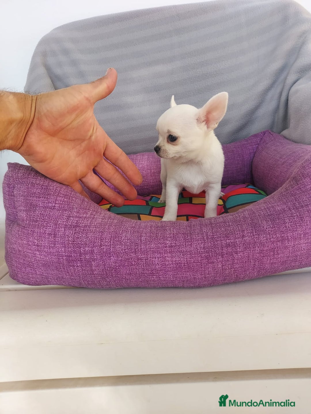 Chihuahua perros en venta: CHIHUAHUAS LINEA TOY - Anuncio 1
