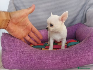 Chihuahua perros CHIHUAHUAS LINEA TOY - Anuncio 3