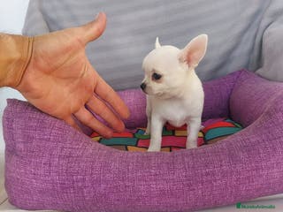 Chihuahua perros CHIHUAHUAS LINEA TOY - Anuncio 35