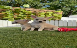 Chihuahua perros en venta: CHIHUAHUA MACHO - Imagen 7