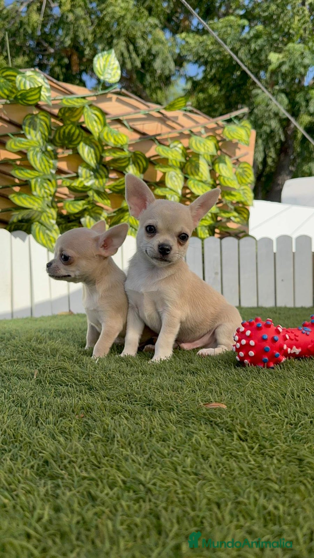 Chihuahua perros en venta: CHIHUAHUA MACHO - Imagen 7